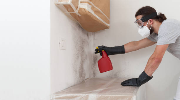 Professional Black Mold Remediation technician working in Clermont, FL